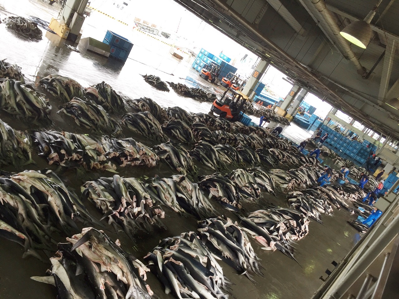 〇気仙沼市魚市場へ行って来ました～〇 東北あいターン