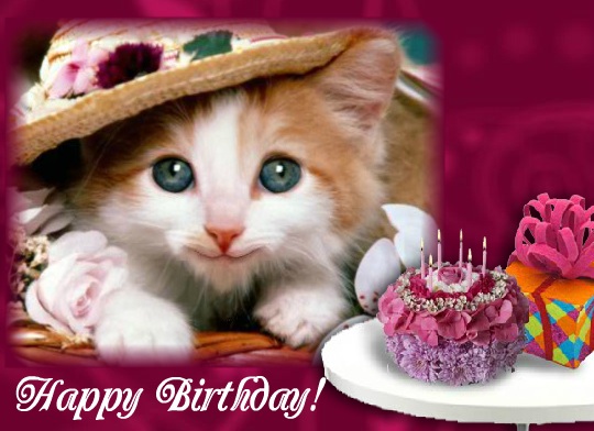 Birthday Singing Kitten! Free Funny Birthday Wishes eCards 123 Greetings