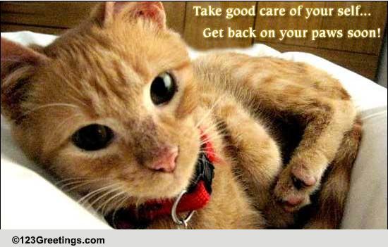 Get Back On Your Paws Soon! Free Get Well Soon eCards, Greeting Cards
