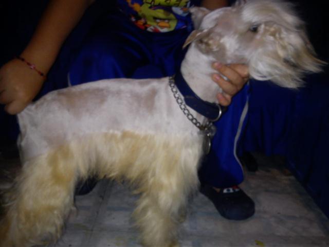 Hermoso Schnauzer Mini BlancoPlata Busca Novia en Mexico