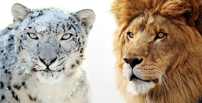 OS X Lion contra Snow Leopard, ¿qué felino es el más rápido?