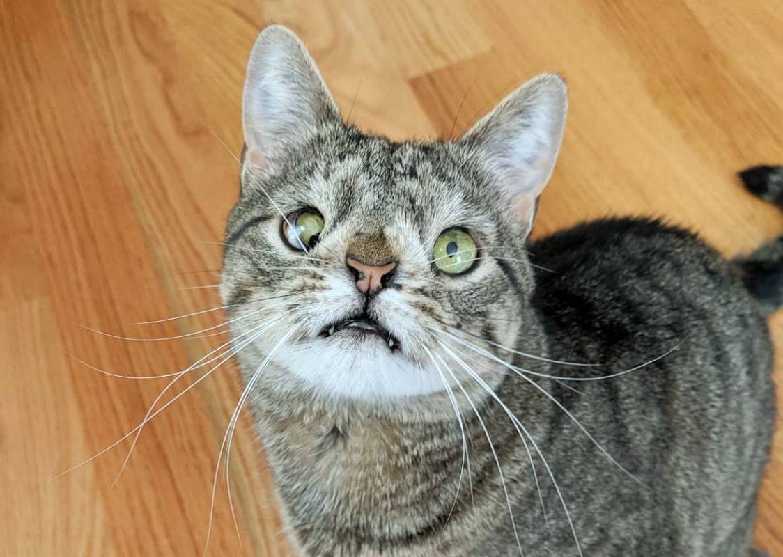 Los gatos con síndrome de Down no existen, pero su éxito en sí