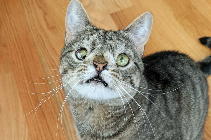 Gato Down Instagram Gatinha com síndrome de Down ajuda pessoas e
