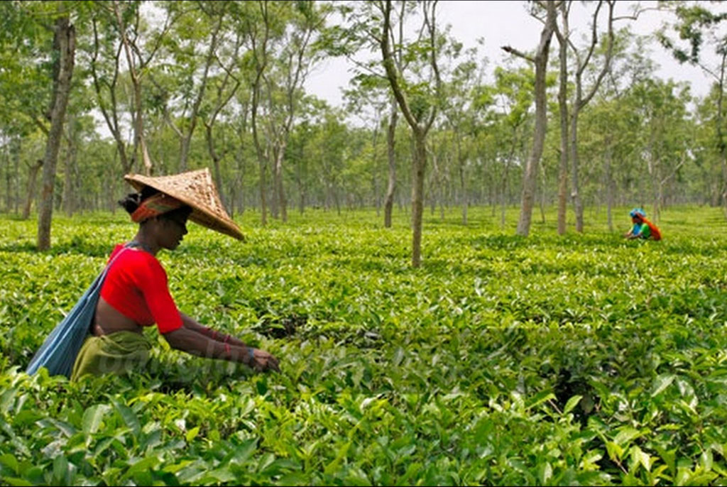Bangladesh tea prices down amid supply glut Markets Business Recorder