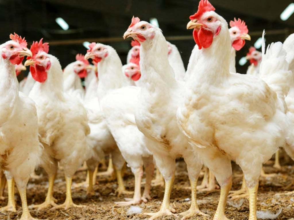 Will poultry prices decline? BR Research Business Recorder