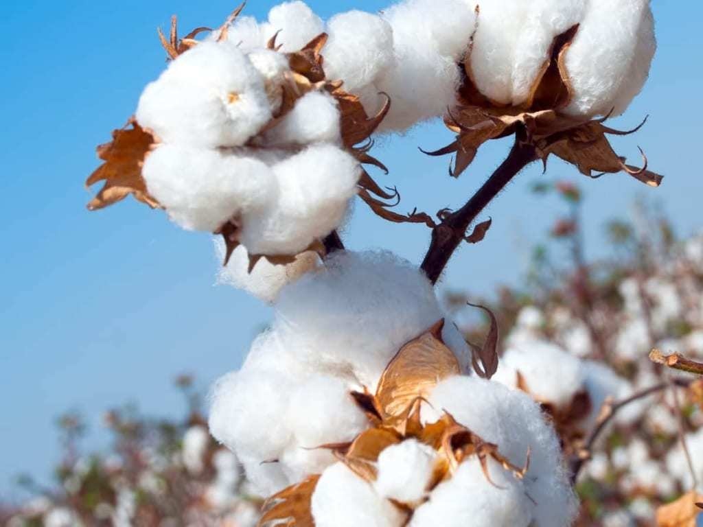 New York cotton Markets Business Recorder