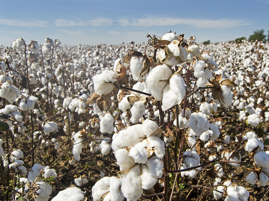 The curious case of Punjab’s missing cotton bales BR Research