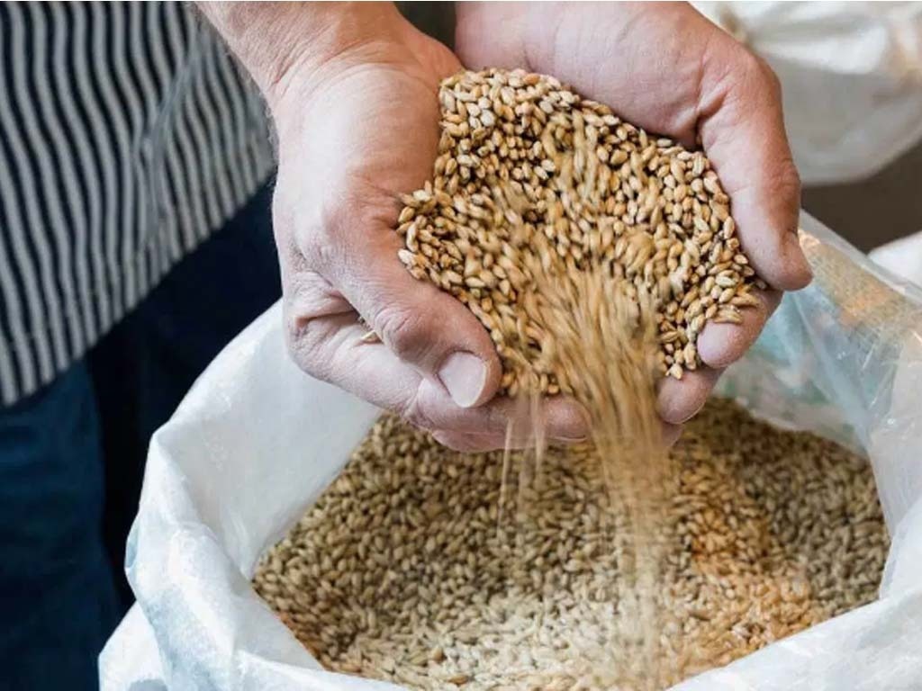 Jordan tenders to buy feed barley Markets Business Recorder