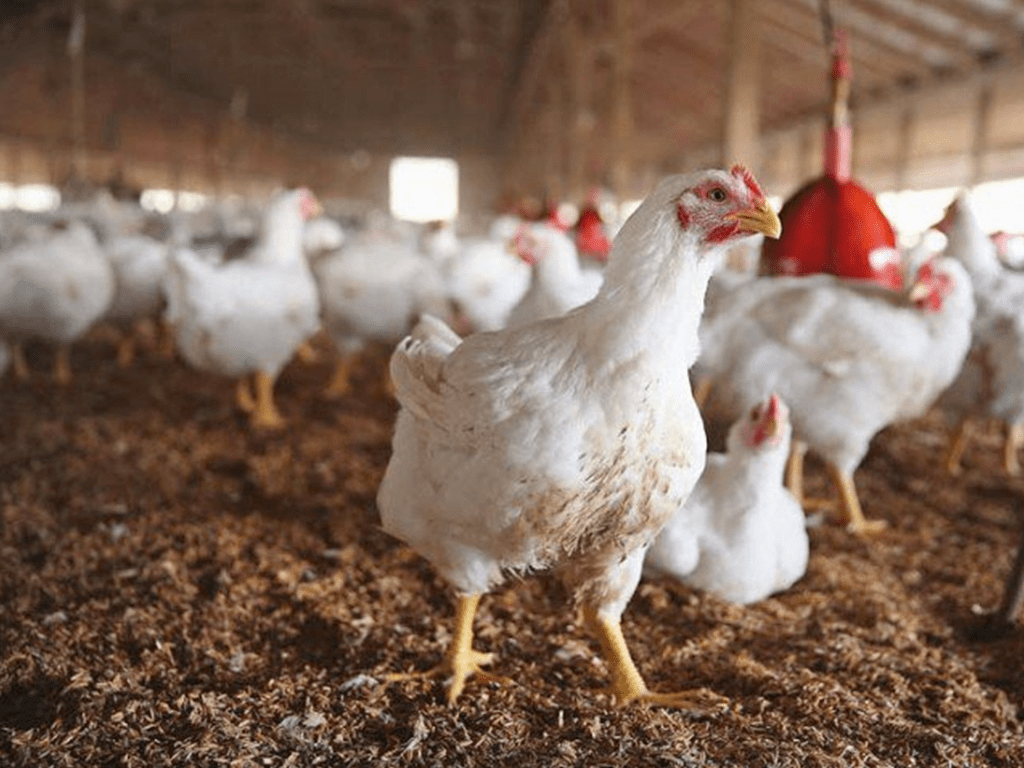 ‘Hike’ in poultry feed rates held responsible for increase in chicken