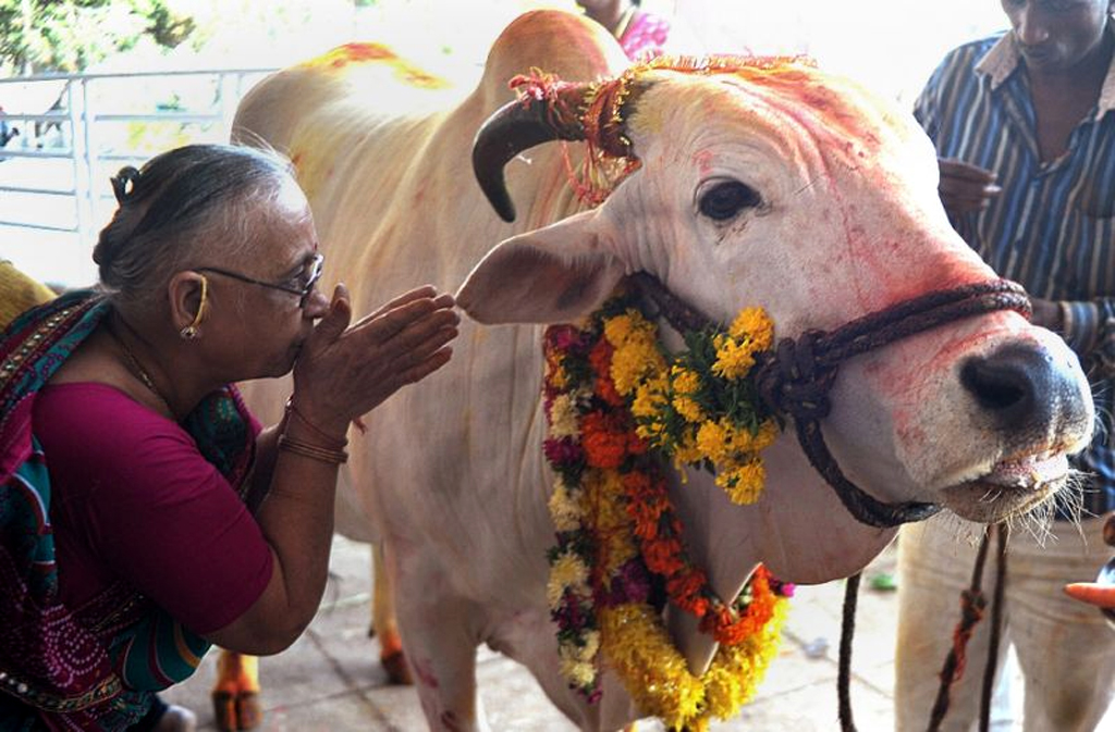 Cows walk on fire in India's harvest festival World Business Recorder