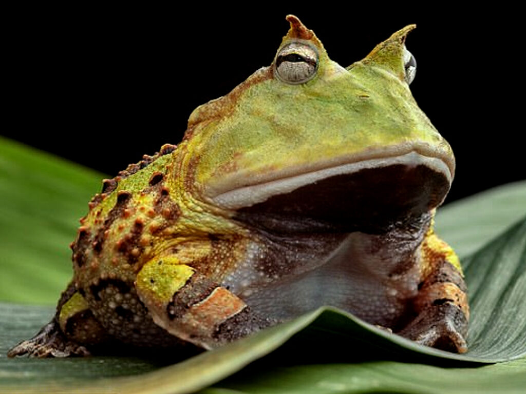 Giant frogs capable of eating dinosaurs Technology Business Recorder
