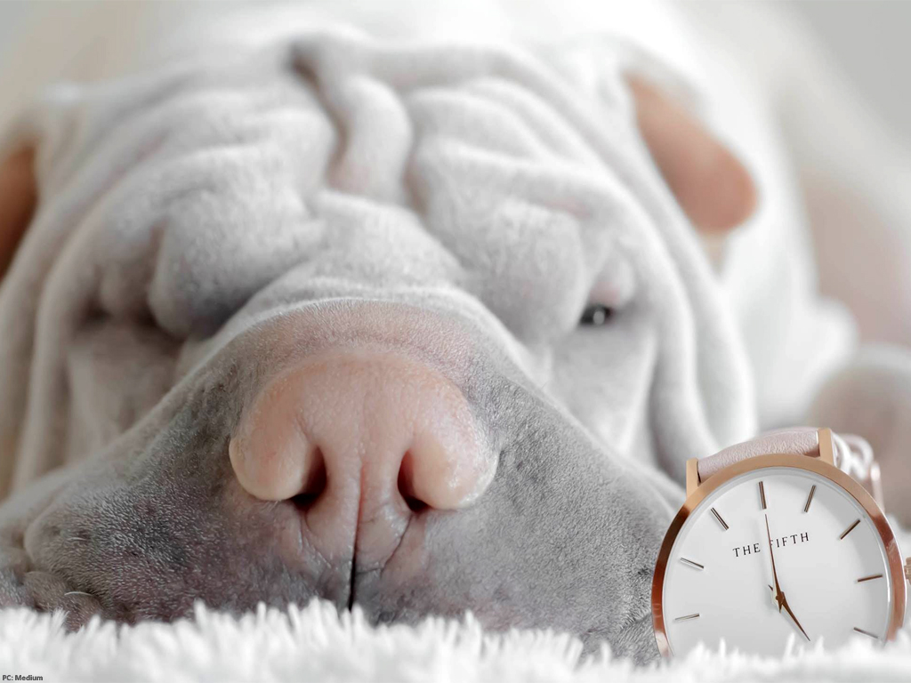 Turns out even pets can tell time thanks to their ‘timing cells