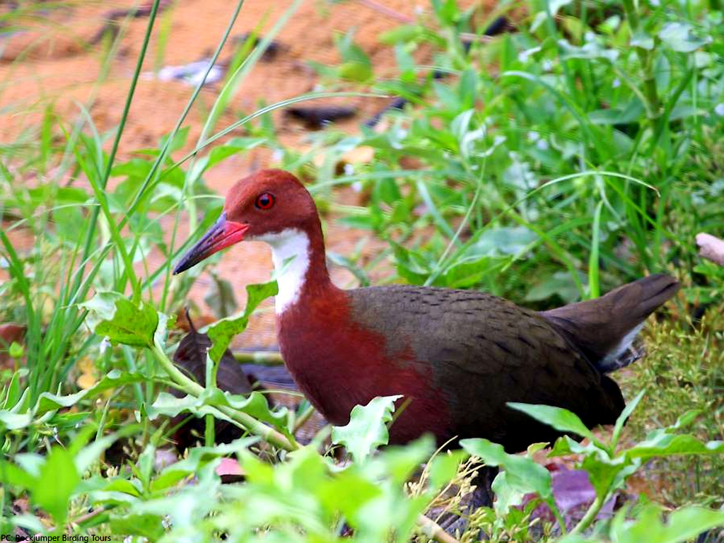 Extinct bird comes back from the dead 136,000 years later Editorials Business Recorder