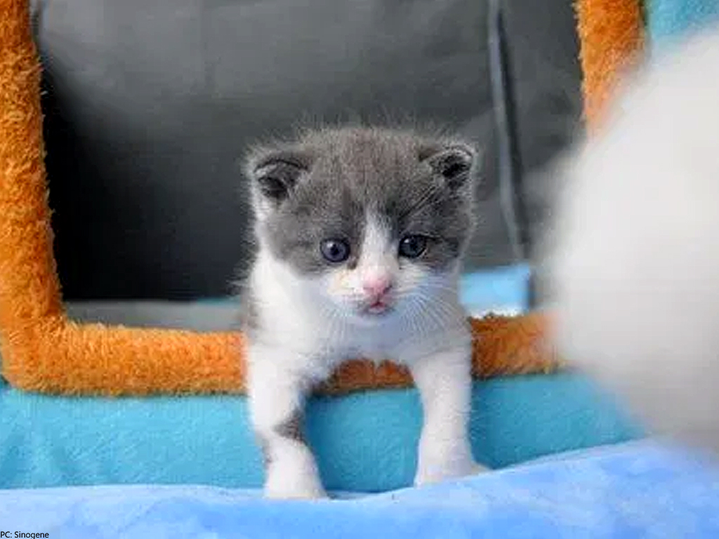 In a first, Chinese firm creates its first cloned kitten Editorials