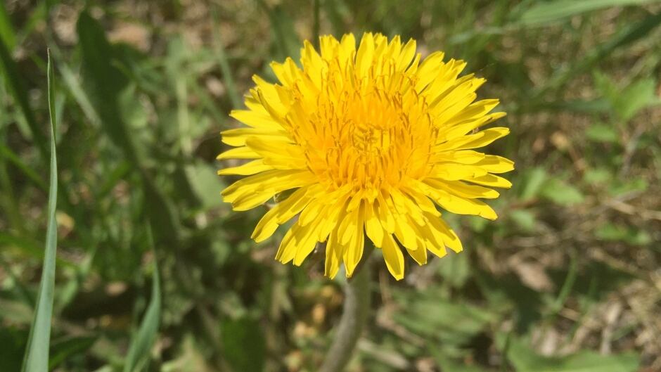 Are Dandelion Weeds Poisonous To Dogs