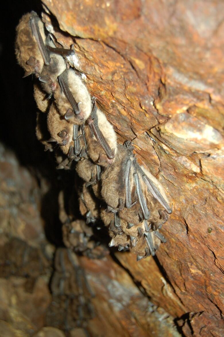 The truth about bats They're 'super cute' and useful CBC News