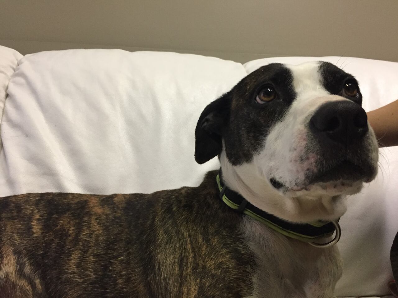 Are Pitbulls Banned In Ontario