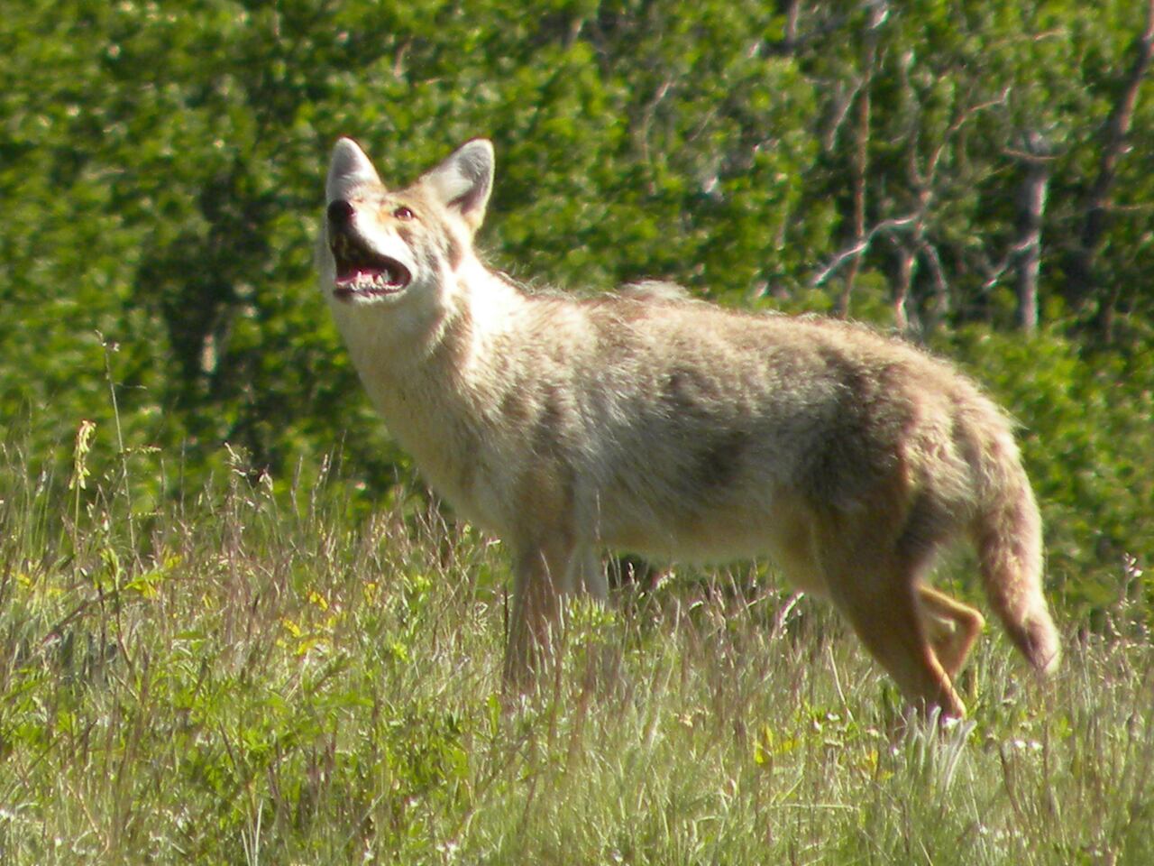 Do Dogs Sense Coyotes