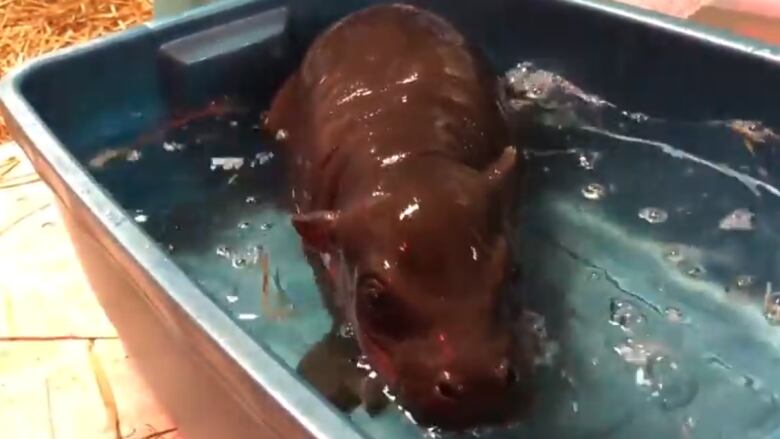 Rubadubdub Toronto Zoo's pygmy hippo calf in a tub CBC News
