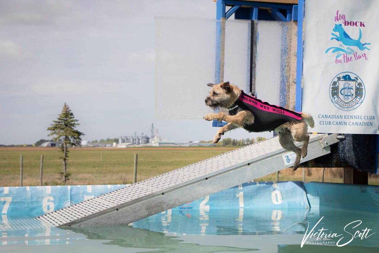 What Is Dog Dock Jumping