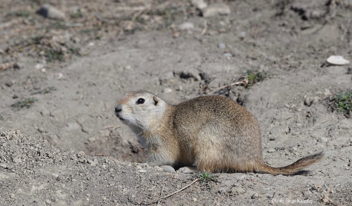 Why male 'gophers' start to hibernate midsummer, a litter may have