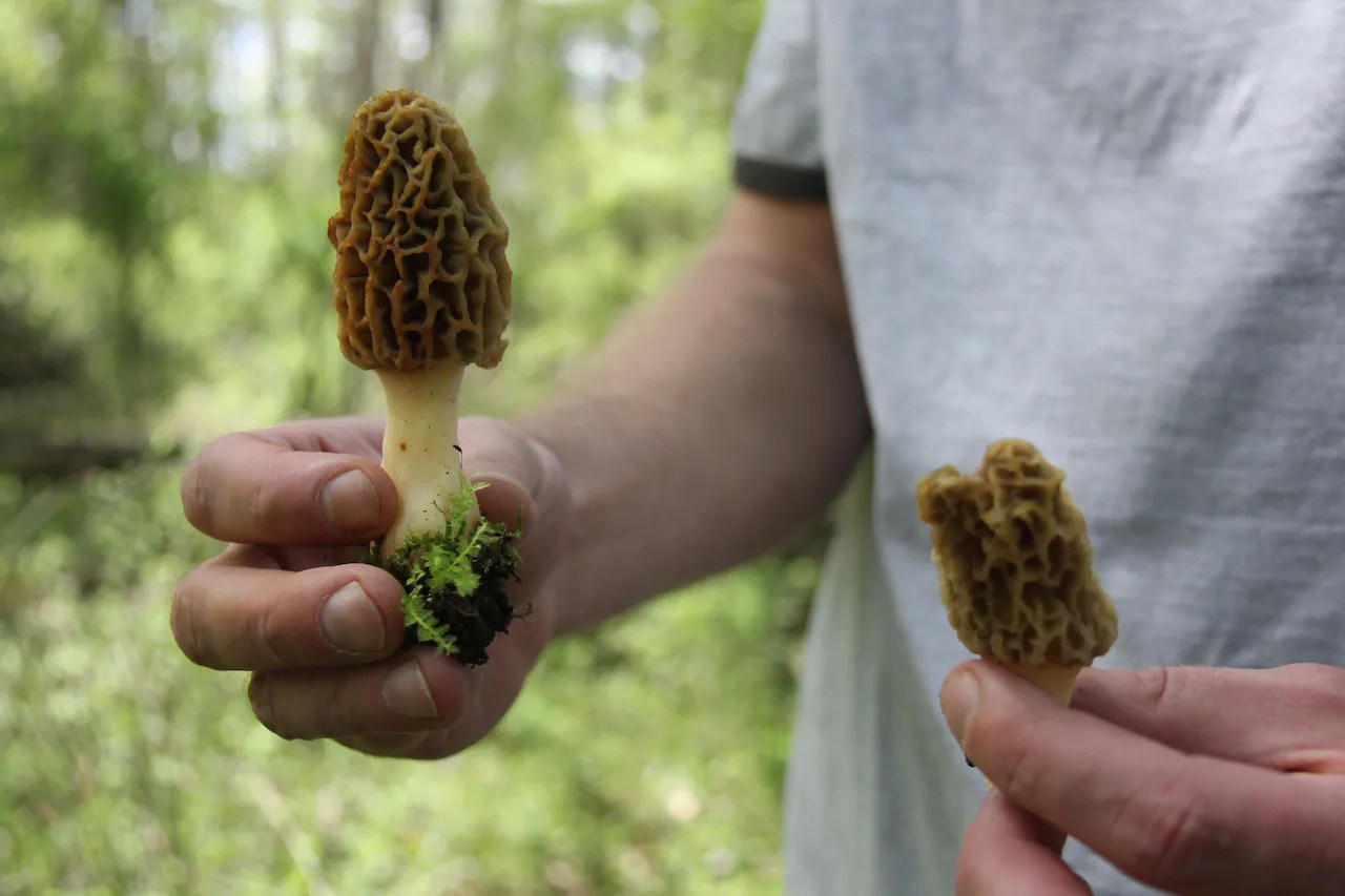 Morel Mushrooms Look Alike