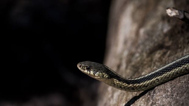 Controversial reptile zoo rejected by council in 2018 is