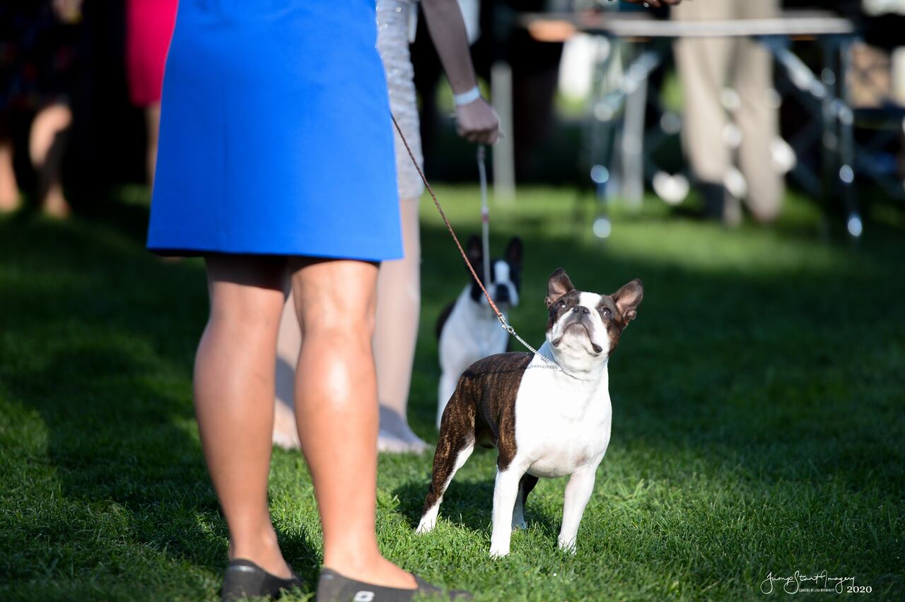 Boston Terrier In Kennel Club atelieryuwa.ciao.jp