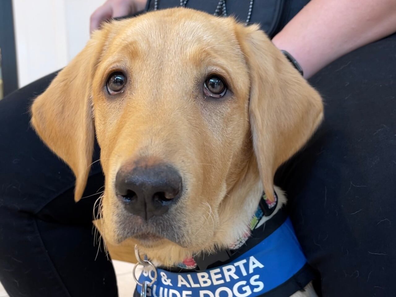 Can You Pet Guide Dogs