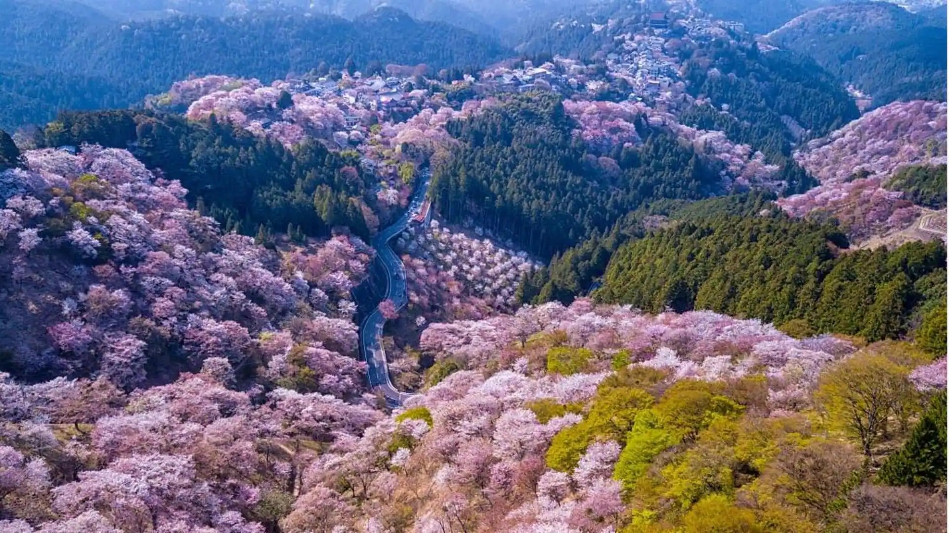 Mount Yoshino in Japan Head over to these stunning spots