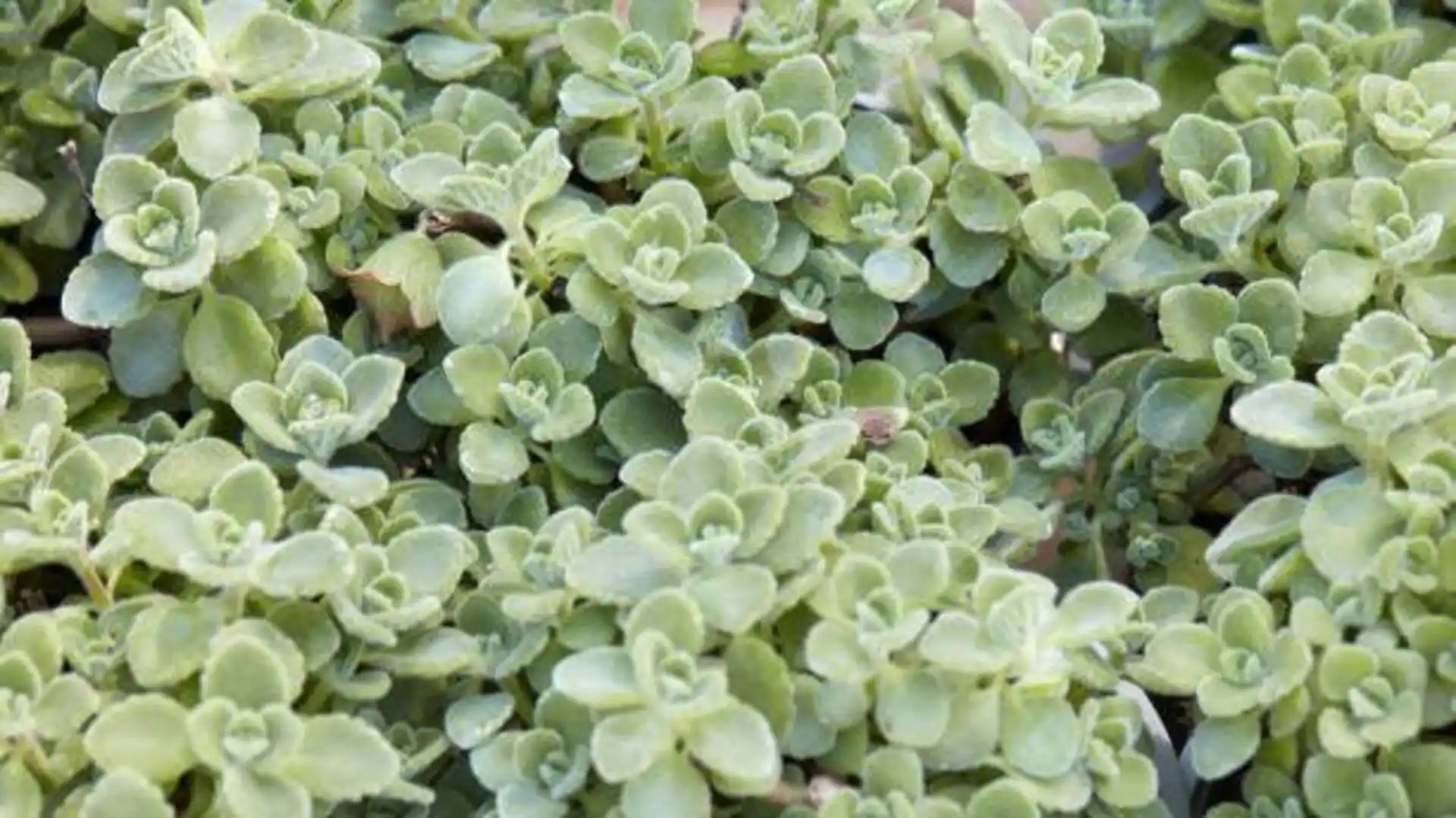 Cuban oregano Surprising health benefits