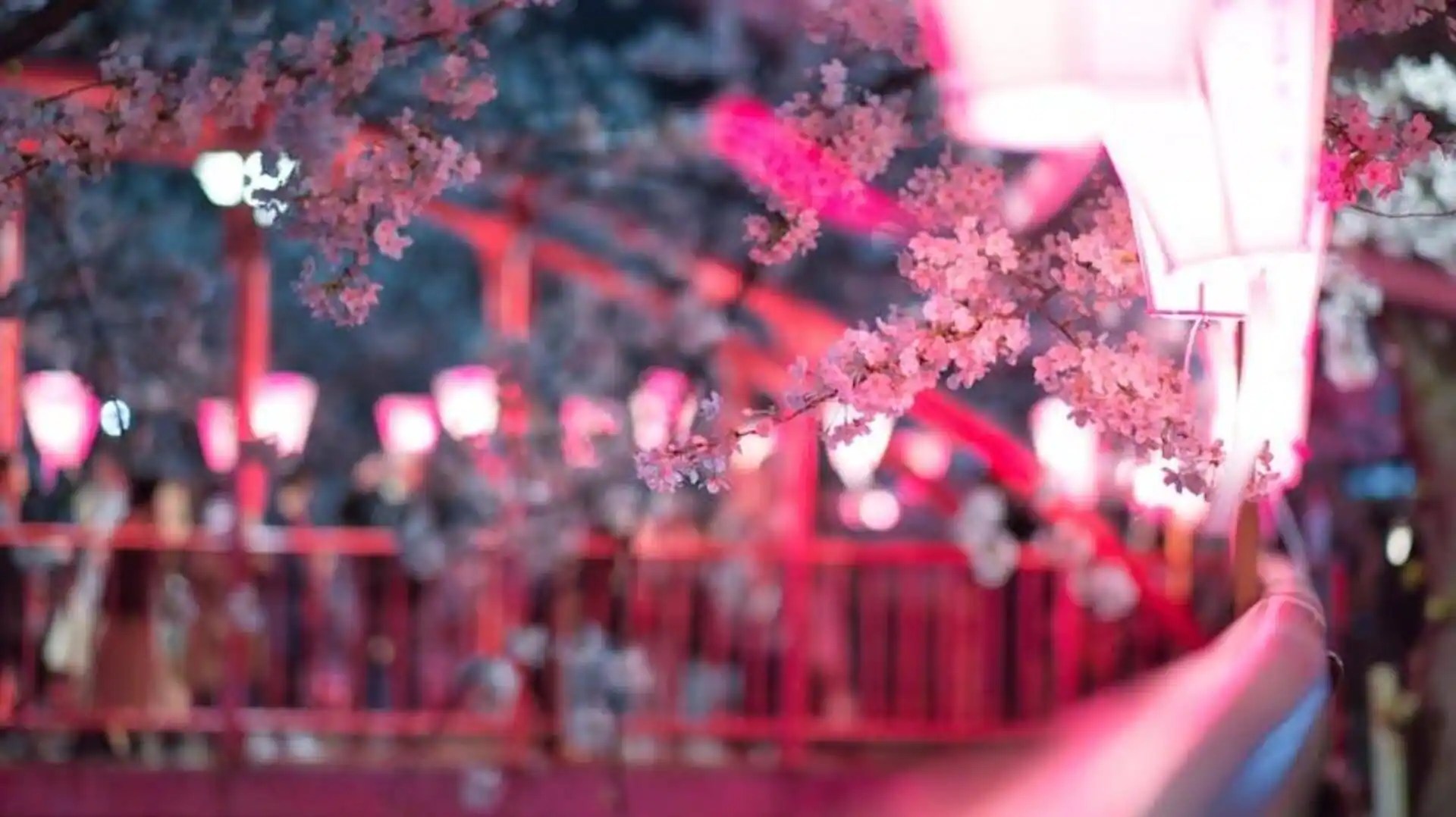 The blossoming beauty Celebrating Plum Festival in Japan
