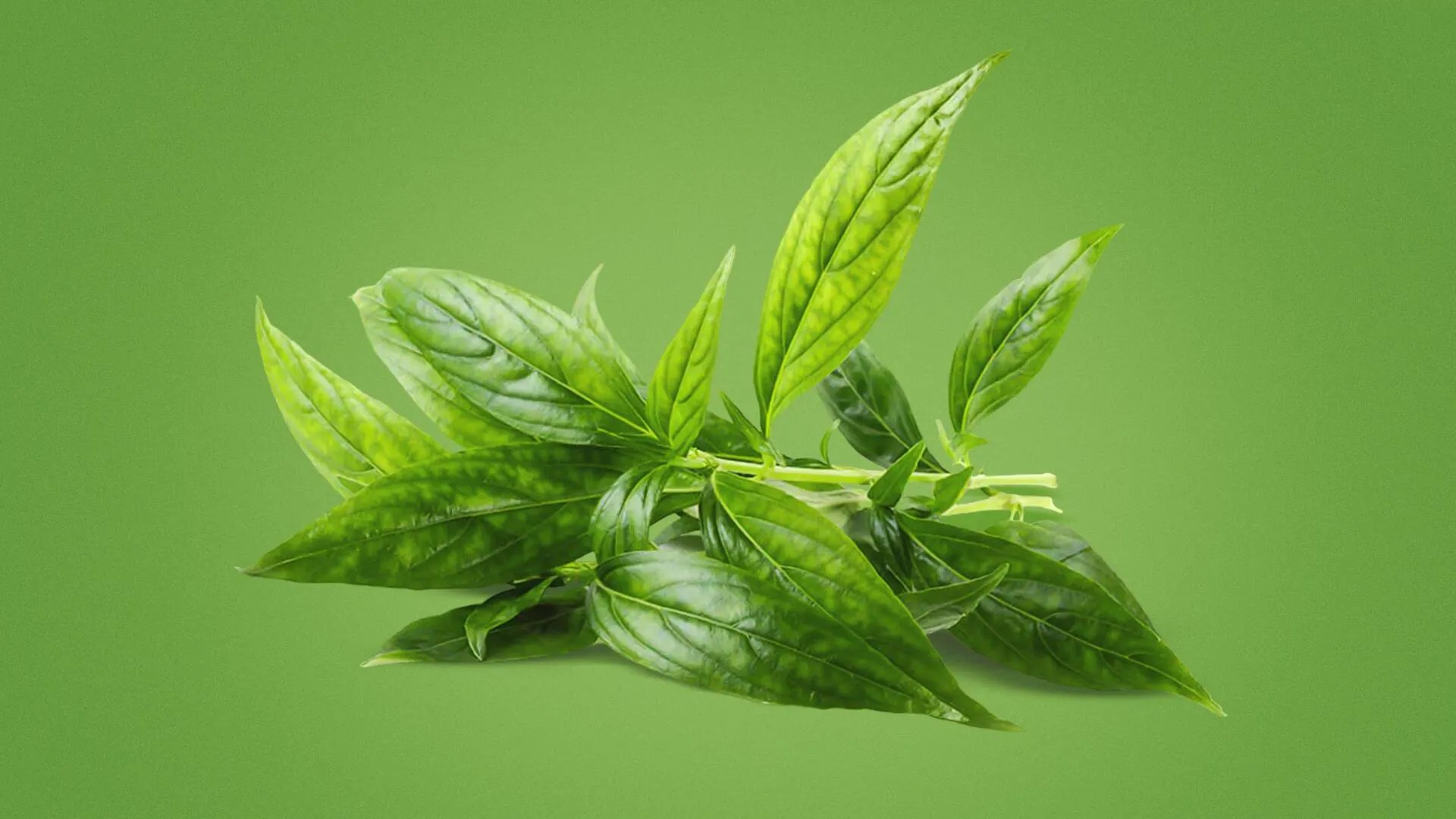 Ever heard of kalmegh? Here are its awesome health benefits