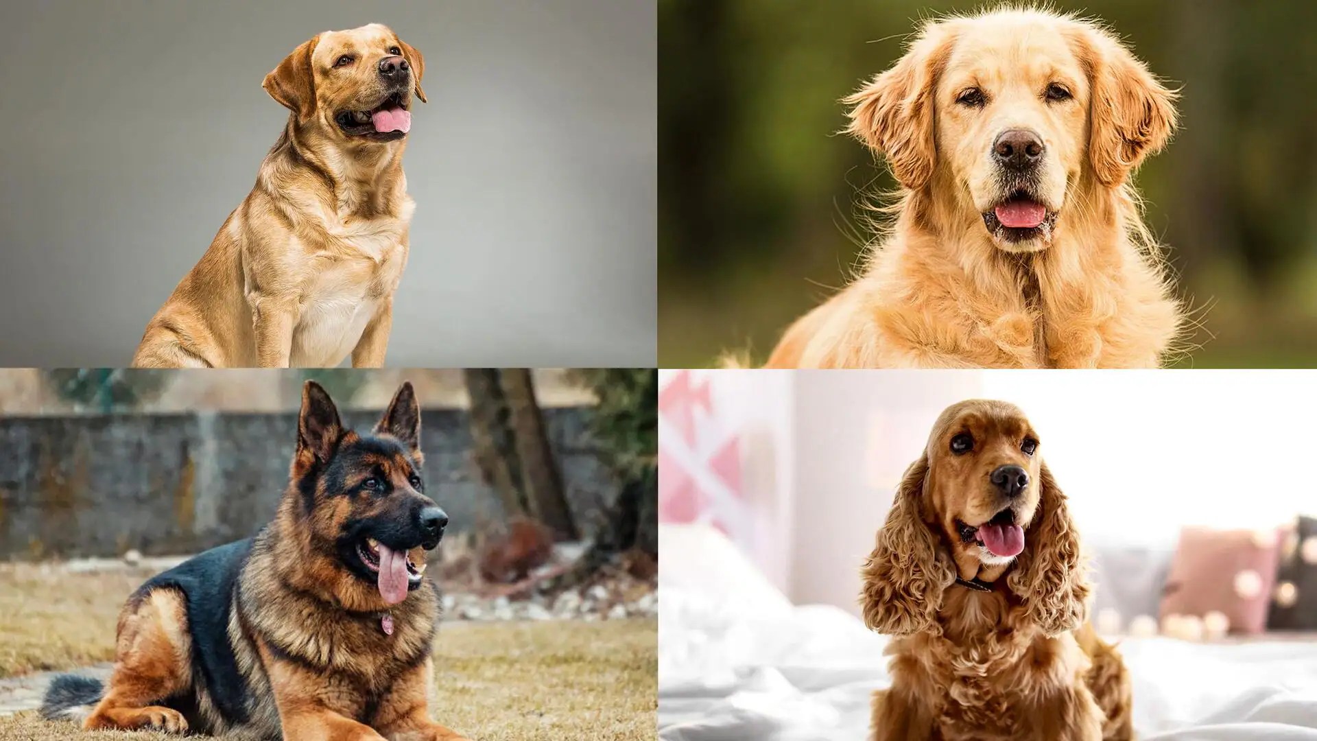 Tailwagging companions Childfriendly dog breeds