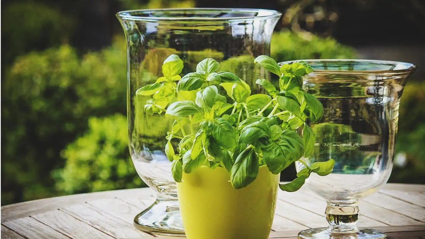 5 easytogrow medicinal plants for your home