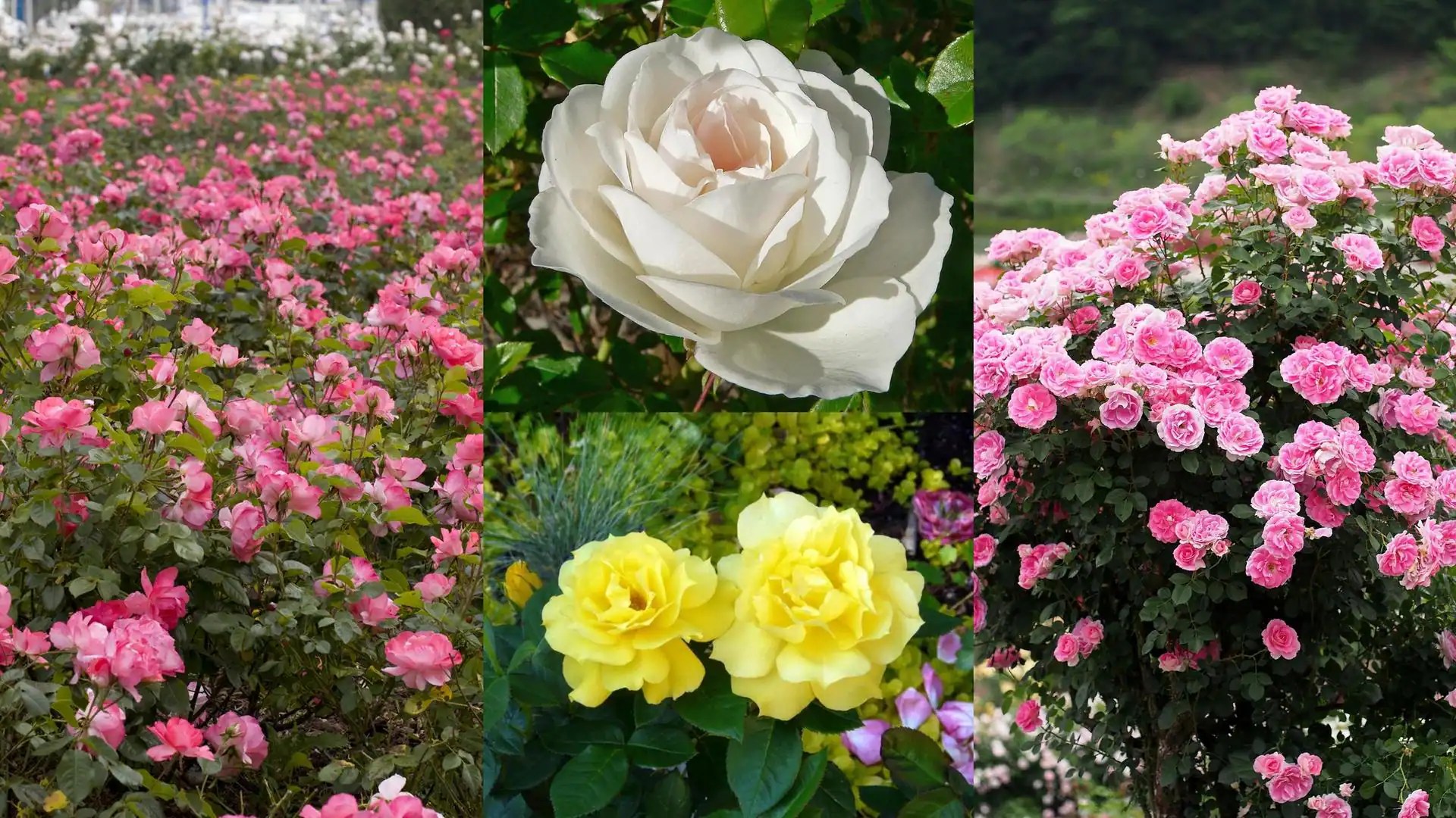 No sunlight in your garden? Bring these shadetolerant roses