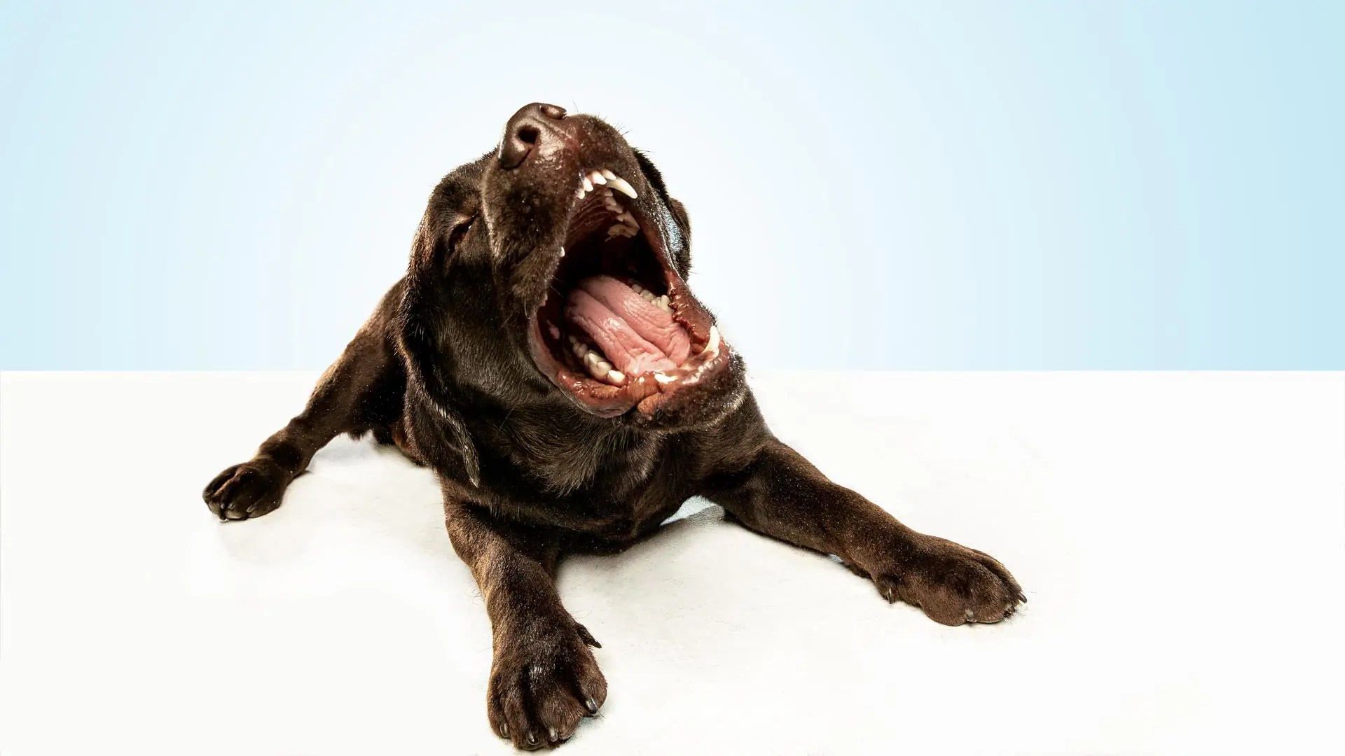 The hidden meaning behind strange dog behaviors