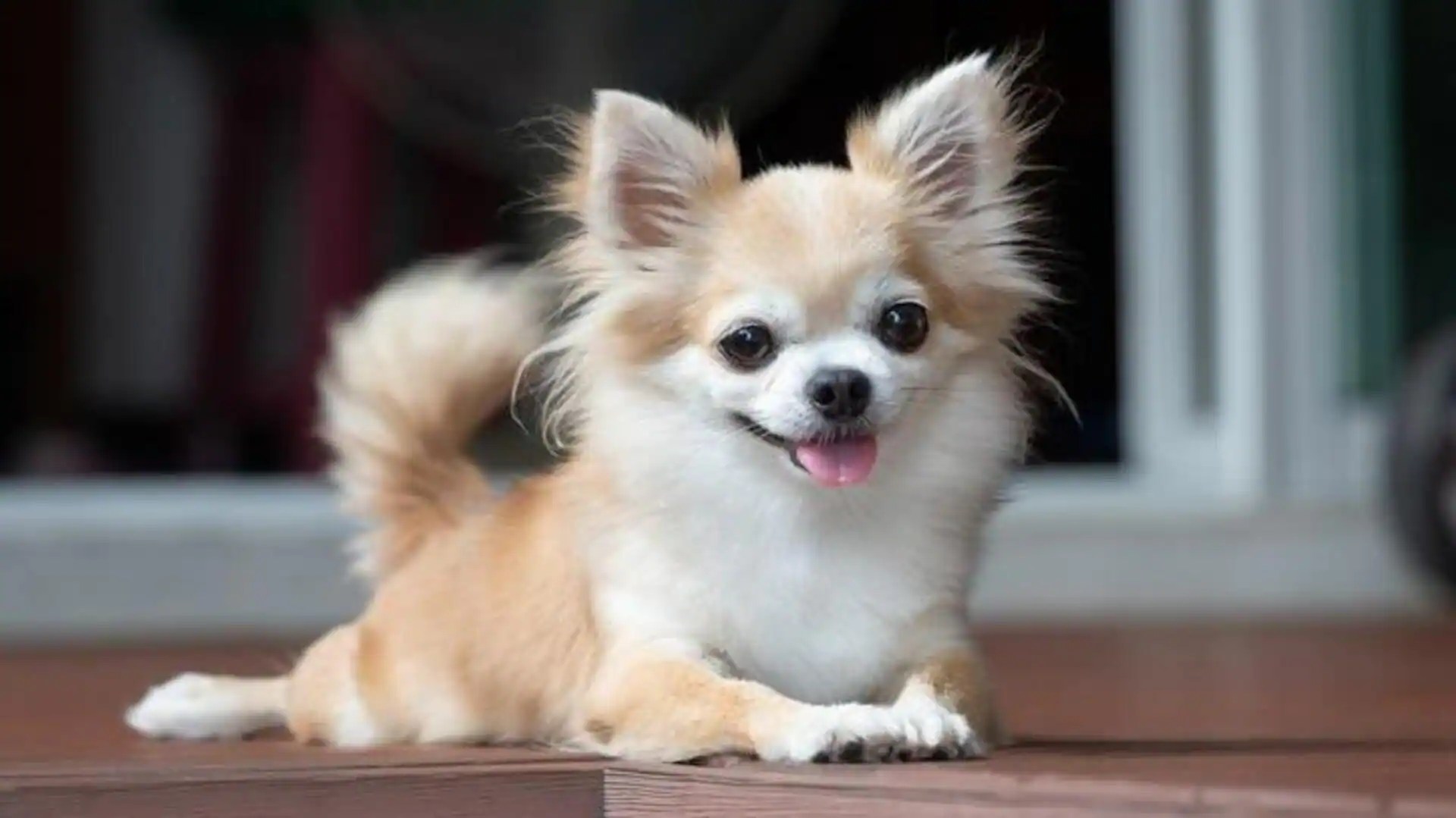 How to train a Chihuahua Follow these tips