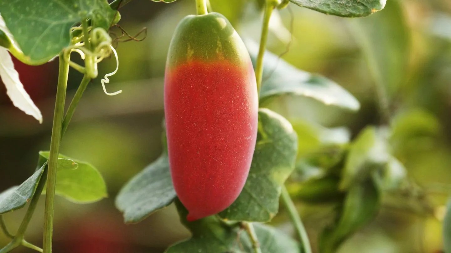 Here are 5 surprising health benefits of ivy gourd