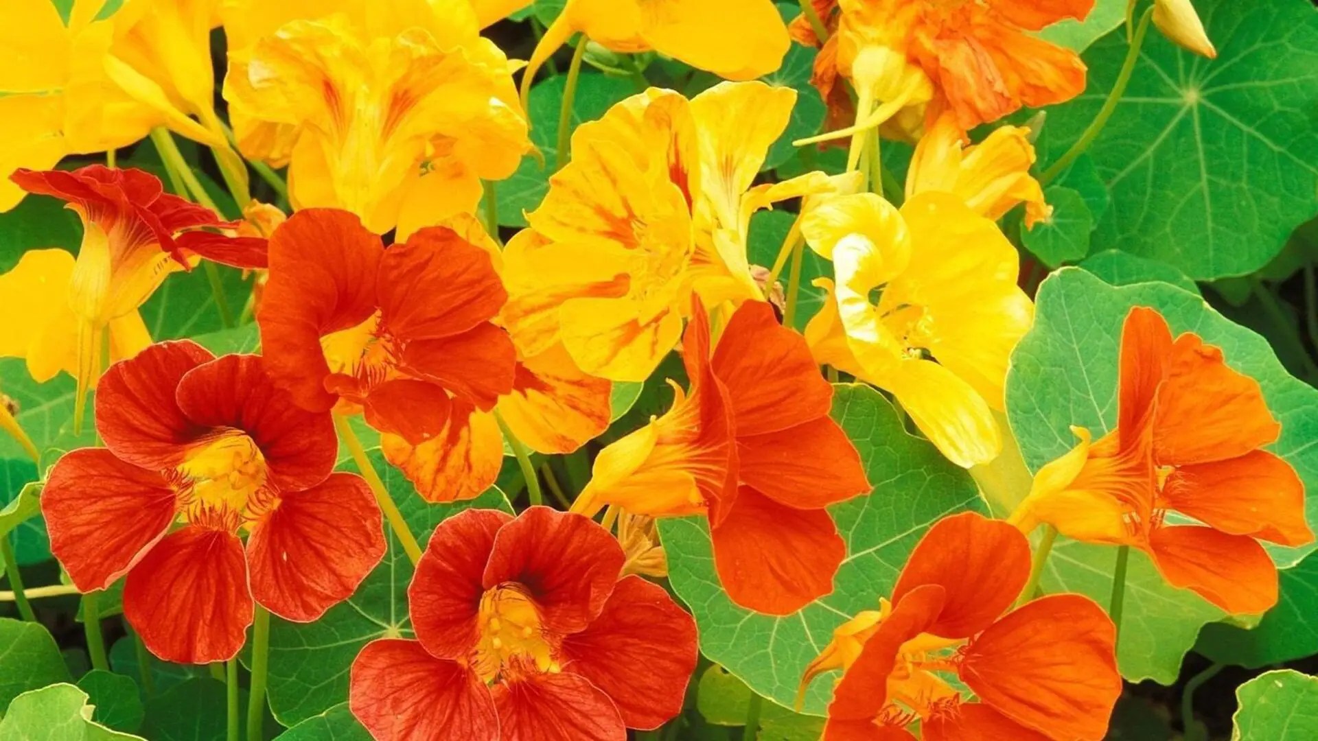 Nourishing nasturtiums Peak performance tips to note down