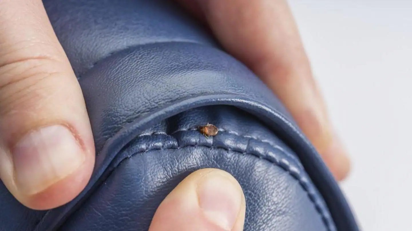 Stepbystep guide on how to get rid of bed bugs