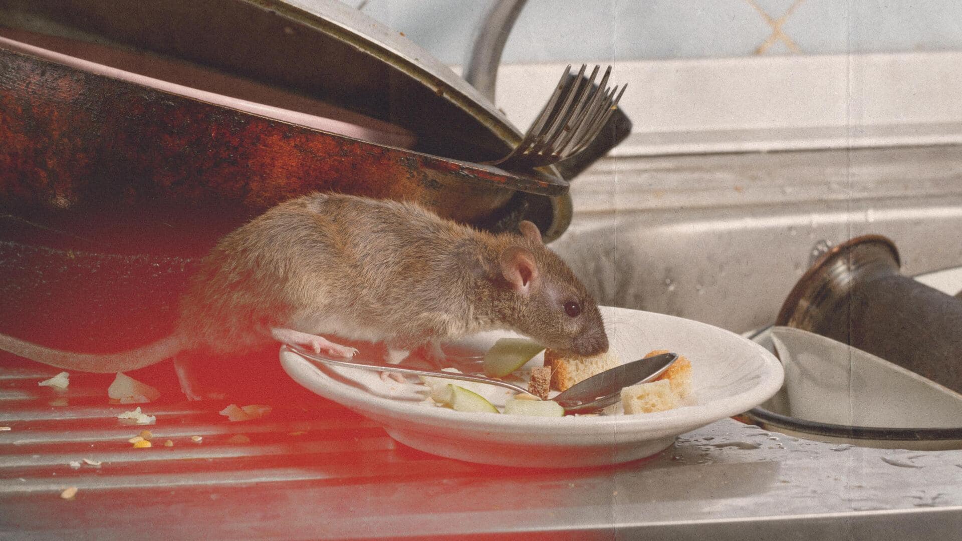Mumbai Rat found in restaurant's food; chefs and manager arrested