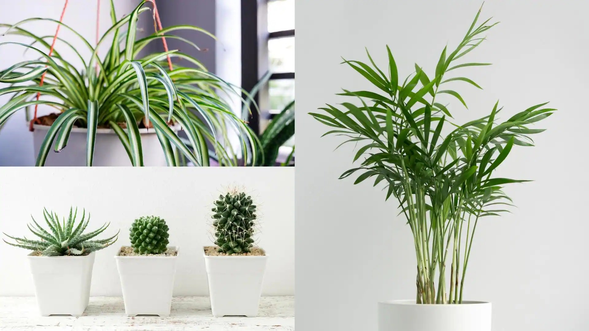Looking for lowmaintenance plants for office? Check these out