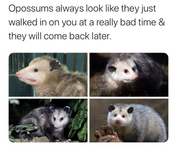 80 Best Opossum Memes Images Opossum Awesome Possum Possum