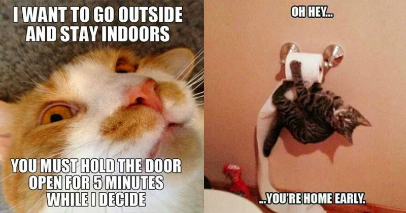 Lolcats Clean Lol At Funny Cat Memes Funny Cat Pictures With