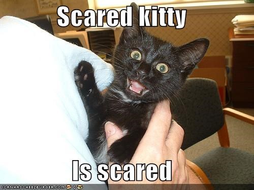 Lolcats Scared Lol At Funny Cat Memes Funny Cat Pictures
