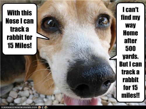 25 Best Memes About Funny Lost Dog Funny Lost Dog Memes