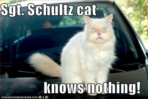 I Know Nothing Cheezburger Funny Memes Funny Pictures