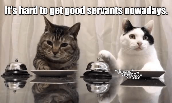 26364 Best Cats Images In 2020 Cats Crazy Cats Cats And Kittens