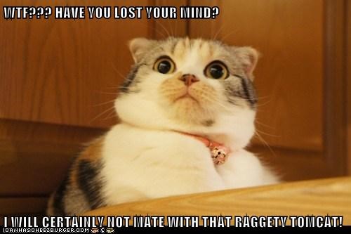 Have You Lost Your Mind Memes Imgflip